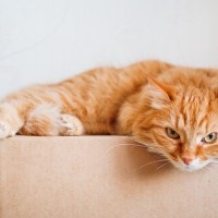 猫にやってはいけない『間違ったご機嫌取り』4選　愛猫が不機嫌なときの正しい対処法も