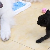 赤ちゃん猫が『大型犬を見た』結果…『毛の変化』が可愛すぎると18万1000再生「毛がボワ〜ｗ」「いっちょう前にｗ」の声