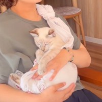 猫のまえでママがおくるみをつけると…『赤ちゃんすぎる姿』が微笑ましいと245万再生「眠るのかわいい」「心撃ち抜かれた」と悶絶の声