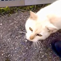 極寒の日に現れた『傷だらけの迷い猫』との出会いから2ヶ月…心温まる変化に感動の声続出「幸せな気持ちに」「涙がでてきた…」