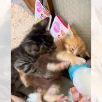 兄弟猫がミルクを飲みたいと近づいてきた結果…『譲れない戦い』が20万2000再生「何回見ても飽きない」「お腹ぽんぽんｗ」