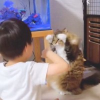 男の子が手を動かしたら…『完璧に真似する猫』が可愛すぎると449万表示の大反響「癒し空間」「ずっと見ていたい」の声