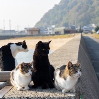 『野良猫』に対して絶対にやってはいけない4つのこと　起こり得るトラブルとは