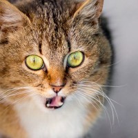 猫が『低い声で鳴いている』ときはどんなキモチ？考えられる3つの心理と対処法