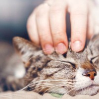 ツンな猫がデレる時…『甘えたい猫』のサイン3つと、飼い主さんの100点対応法