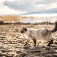 奇跡！1450キロ離れた国立公園で迷子になった愛猫と再会　自宅へ向けて2ヵ月間歩き続けた？米国