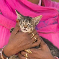 パキスタンで「猫好き女子」が急増中　広がる猫人気で猫関連市場ににぎわい