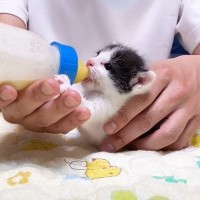 赤ちゃん猫に哺乳瓶でミルクをあげた結果…『クセが強すぎる姿』に思わず爆笑する人続出「個性が出るところｗ」「飲み方がかわいいｗ」