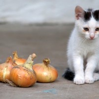 猫を死に至らしめる『危険な野菜』3つ　誤って口にしてしまったときの対処法も