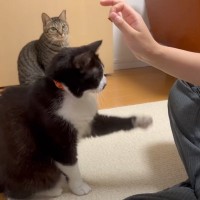 猫に『ハイタッチ』を教えてみた結果…まさかの行動をとる姿が面白すぎると絶賛の声「腹筋崩壊レベルｗ」「可愛過ぎて声出たｗ」