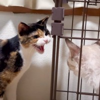 『新入り保護子猫』と先住猫が初対面で…互いがみせた『正反対すぎる反応』が話題に！「肝っ玉がすわってるｗ」「威嚇されても悠然」