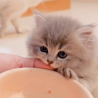 噛んできた赤ちゃん猫に『仕返し』した結果…『可愛すぎる姿』が27万再生の大反響「一番かわいい」「とても愛らしい」の声