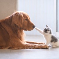 猫が招き猫みたいに『片手をあげている』のはどんなとき？考えられる5つの理由