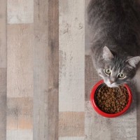 愛猫に『長生きしてもらうための食事』与えるときの3つのポイント