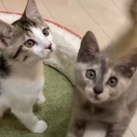 生後間もない4匹の子猫を保護…『やりたい放題すぎる』成長記録に癒やされる人続出「凄い散らかしｗ」「嬉しい悲鳴ですね」と9万再生