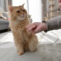 猫にも「お手」はできる？愛猫に芸を教えるコツ3選　トレーニングすることにメリットも