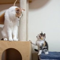 三毛子猫を保護してから『巣立つ』までをまとめてみた結果…感動的すぎる光景が66万7000再生「何回見ても泣ける」「心から敬服」