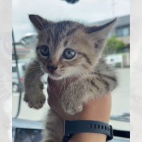 交通事故にあって『足が動かなくなった子猫』を保護した結果…４ヶ月間の変化が感動的すぎると47万再生「想像以上の変化」「良かった」