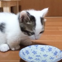 ごはんを食べた後、すぐトイレに向かった子猫…まさかの『可愛すぎる光景』が675万再生「何から何まで最高」「可愛すぎて涙」