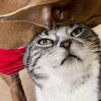 犬に『想像以上の甘え方』をされた猫…まさかの反応が面白すぎると爆笑する人続出「虚無ってて草」「重い愛を感じるねｗｗ」の声