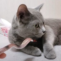 凶暴な猫にヘビのおもちゃで挑んだ結果…あまりにも想定外すぎる『反撃』に爆笑の声続出「破壊力やばいｗ」「困惑してるのワロタ」