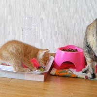 『食いしん坊な子猫』が母猫のごはんを見つけて…まさかの『可愛すぎる犯行』が8.9万再生「食いしん坊だね〜」「ほんとカワイイｗ」