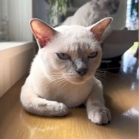 『猫の寝相が悪すぎる』ので撮影したら…不思議すぎる光景に『理解が追いつかない』と136万再生の大反響「えええぇー！！」「ダリの絵？！」