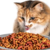 うちの猫、食べ過ぎ？見逃せない『過食』サイン4選とその原因