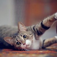 愛猫が『心の底から楽しい！』と思っているときのサイン4つ　この表情を引き出すための秘策は？