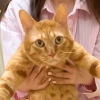 留守番中に大喧嘩した2匹の猫…まさに『猫を被っている』様子が可愛すぎると3万7000再生「バッチリ証拠が…」「計画的な犯ニャン」