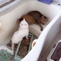 風呂場に『2年間も閉じ込められていた』子猫を救出…2年後の光景に涙が止まらないと159万再生「嬉しすぎて涙」「忘れるほど幸せに」