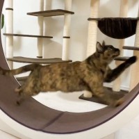 『回し車で超絶速く走る猫見たことある…？』褒められた猫のまさかのスピードに「チーターみたいｗ」「もはやPUMA」と15万再生