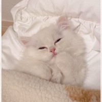 ベッドでくつろいでいた猫ちゃん…『寝落ちの瞬間』が天使すぎると44万4000再生の大反響「爆天使」「チューしたくなる」と悶絶の声