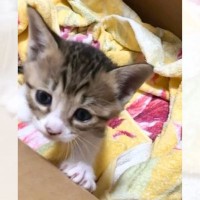 『もう6年なんて早すぎる…』小さかった子猫が大きく成長した姿に感動する人続出「可愛すぎて失神した」「泣けてくる」と19万再生