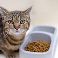 これイヤ！猫がごはんを『好き嫌い』しているサイン4つ　おいしく食べてもらうには