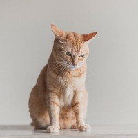 愛猫が『突然甘えてくれなくなった』考えられる5つの理由　心配すべきサインの場合も