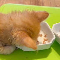 赤ちゃん猫がごはんを食べていると思ったら…思いがけない『まさかの事実』に「可愛すぎるｗ」「人間の子供と同じだね」と反響続々