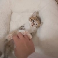 子猫のお腹を『くすぐってみた』結果…まさかの動きが反則級に可愛すぎると悶絶する人続出「かわいいの言葉しかない」「何回でも見れる」