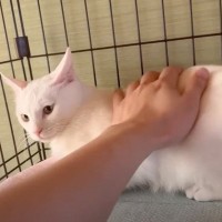 『触るのを許してくれた野良猫』におやつをあげてみた結果…まさかすぎる展開が11万7000再生「触れてよかったね」「泣けてきたｗ」