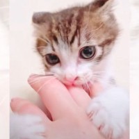 噛みつき子猫が『人間の威力』を知った結果…まさかの表情が可愛すぎると518万再生「顔が好きすぎて」「虚無顔ｗｗ」の声