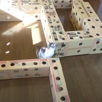 猫用に『超ロングなトンネル』を作ってみた結果…内部の光景が微笑ましすぎると73万1000再生「発送が面白い」「カメラワーク凄い」