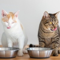 『猫用の食器』をきれいに洗う4つの方法　人用洗剤はあまり使わないほうがいい？