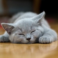 猫はなぜあんなに長い間寝ているの？猫の『睡眠』にまつわる豆知識4選