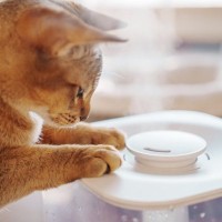 猫との暮らしに『加湿器』は必要？メリットや選び方、使用する際の注意点を解説