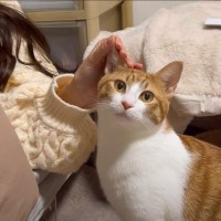 飼い主の彼女が来て大興奮の猫たち…突然すぎる『まさかの塩対応』が面白いと話題に！「彼女さんの後ろに隠れてるw」「大好きなんだね」