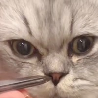 猫の鼻くそを取ってみたら…『ビッグサイズが取れる瞬間』が感動的すぎると89万再生の大反響「素晴らしい」「スッキリするよね」の声