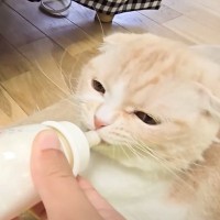 食欲のない猫と犬に哺乳瓶でミルクをあげたら…思わず『赤ちゃん返り』する姿が可愛すぎると13万再生「破壊力が」「思わず笑った」の声