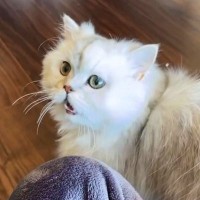 甘え上手な猫の『構ってアピールに何秒耐えれるか？』検証したら…悶絶必須の可愛すぎる結末が129万再生「0秒です…」「耐えられないよ〜」