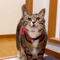 元ボス猫を家族に迎えたら『お姉ちゃんのストーカー化して…』可愛すぎる『のぞき常習犯』に爆笑「優しいｗ」「いいキャラですねｗ」47万再生