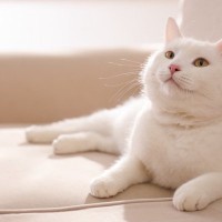 猫に『覚えてもらいやすい名前』3つの特徴　愛猫に自分の名前を覚えてもらうには？